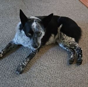 Meet your Posher, Breezy